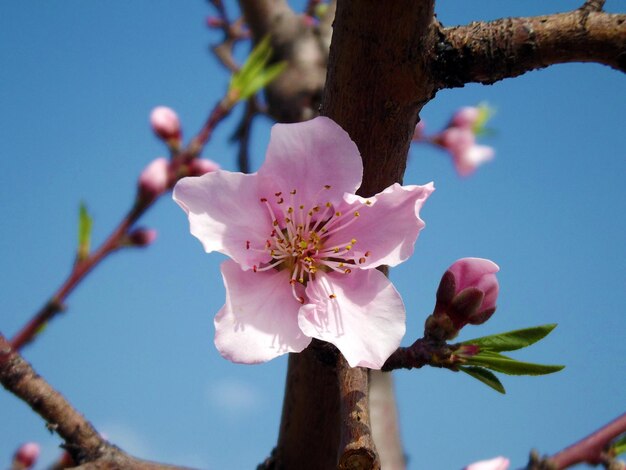 Beautiful pink flowers blooming on peach branch