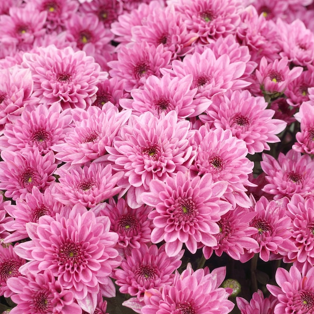 Beautiful pink flowers blooming