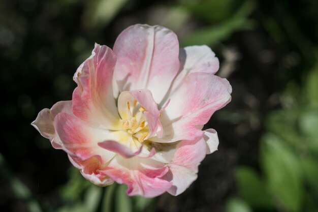 A beautiful pink flowers on a branch in spring