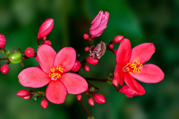 Beautiful pink flowers and buds on a plant