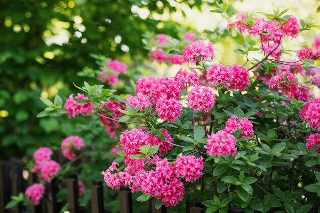 夏の庭の美しいピンクの花の茂み