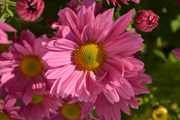 Beautiful pink flowers Chrysanthemum Clara Curtis