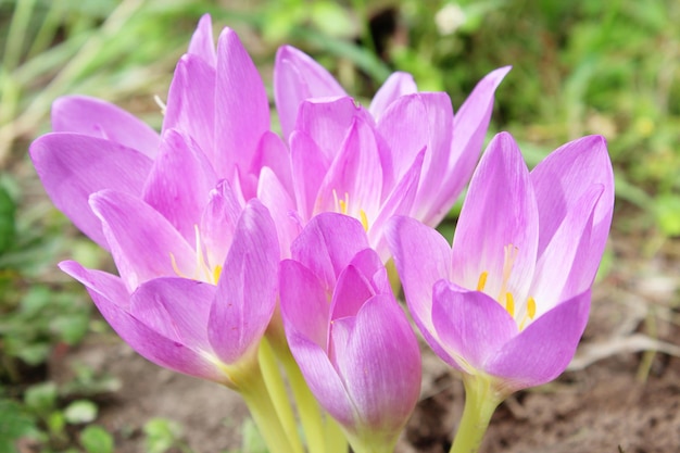 Colchicum autumnale의 아름다운 분홍색 꽃이 가을에 꽃을 피우고 있습니다.