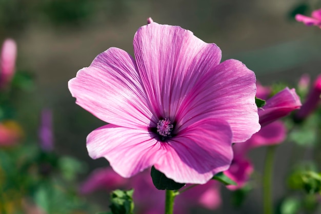 Beautiful pink flowers on flower beds to decorate the territory, small pink flowers close-up