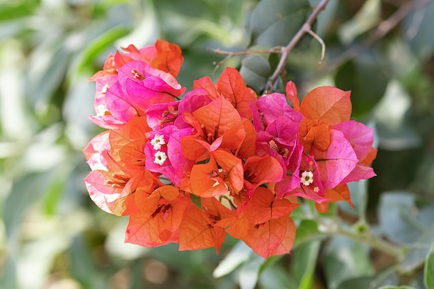 Beautiful pink flowers of a flowering spring tree in the park