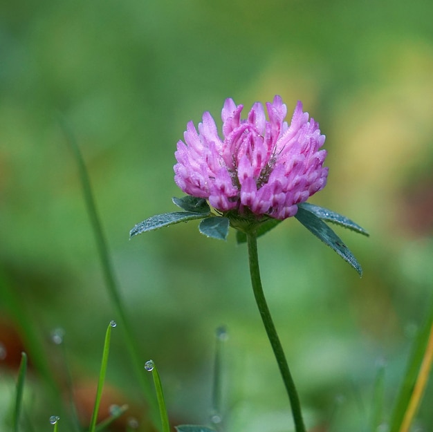 the beautiful pink flowers in the garden in the nature