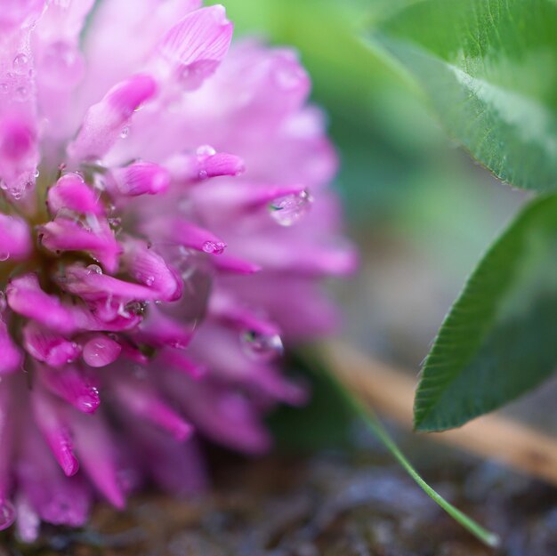 the beautiful pink flowers in the garden in the nature