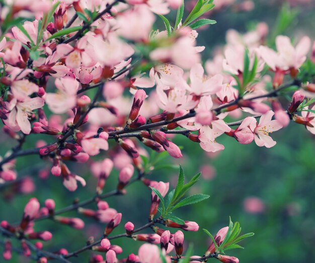 beautiful pink flowers in the garden 