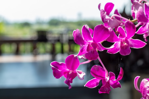 Beautiful pink flowers in the garden.