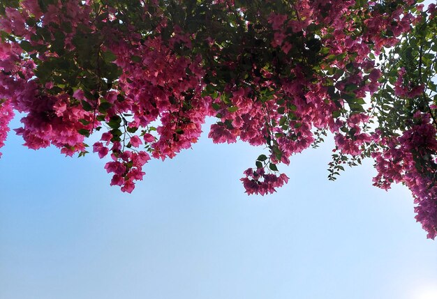 Beautiful pink flowers and green leaves