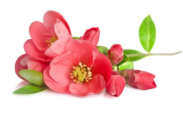 Beautiful pink flowers isolated on white