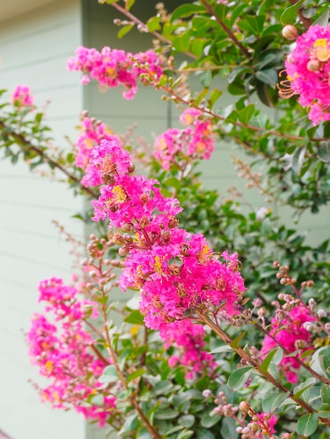 Beautiful pink flowers of lagerstroemia indica on a branch