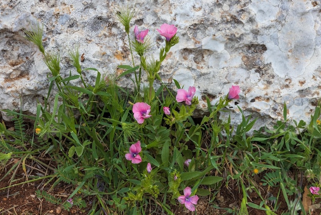 아름다운 분홍색 꽃 Lathyrus