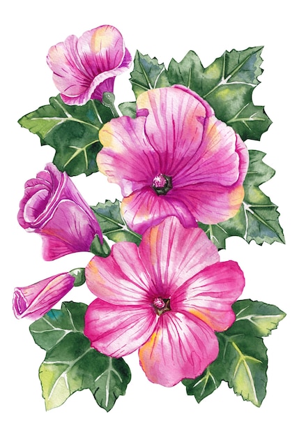 Beautiful pink flowers lavatera. Delicate bouquet of flowers. Watercolor.