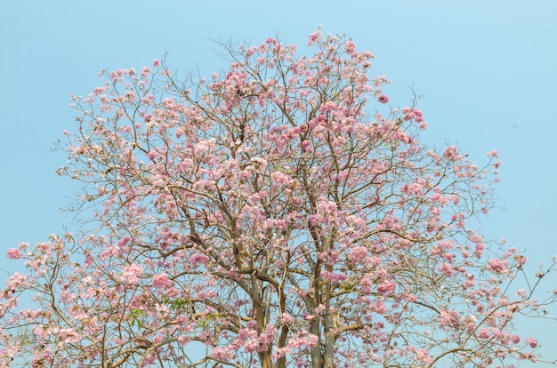 Beautiful pink flowers in nature.