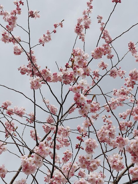 写真 木の枝に麗なピンクの花が