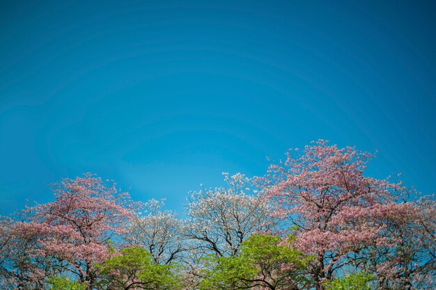 Beautiful pink flowers in the park on blue sky