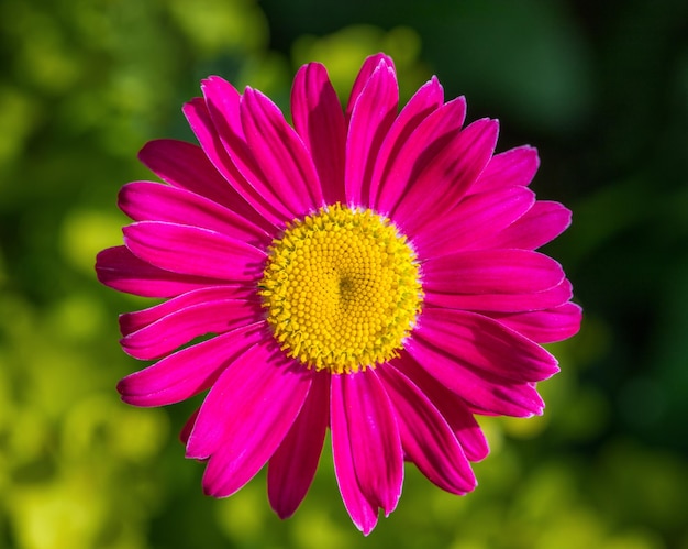 緑の背景に美しいピンクの花除虫菊デイジー