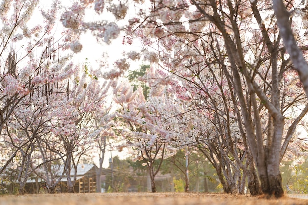 Beautiful pink flowers of Thailand is called the Kalapapruek flower or Wishing Tree in garden