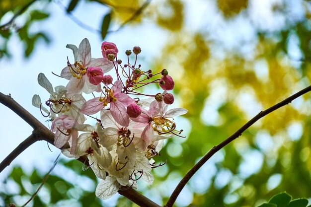 木の上の美しいピンクの花。タイ。