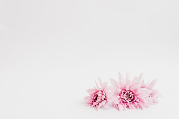 Beautiful pink flowers on a white background