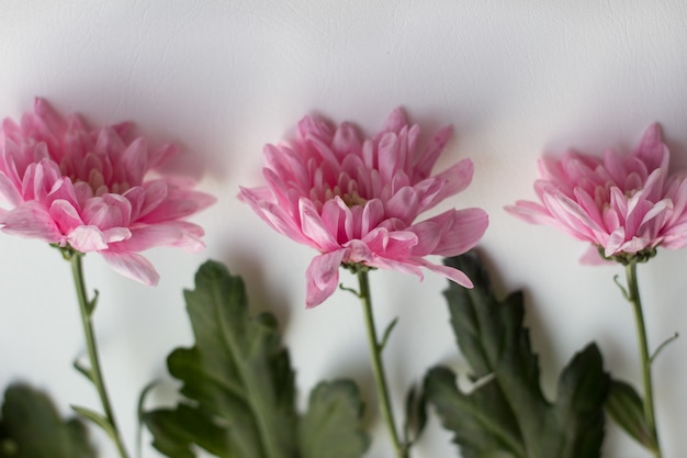 Beautiful pink flowers on white table, top view