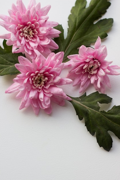 Beautiful pink flowers on white table