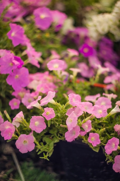 Beautiful pink flowers