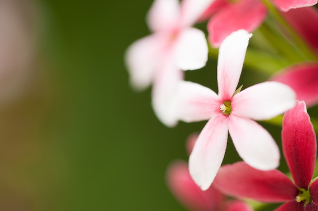 美しいピンクの花