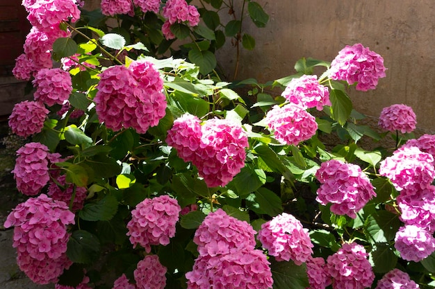 Beautiful Pink french hydrangea macrophylla