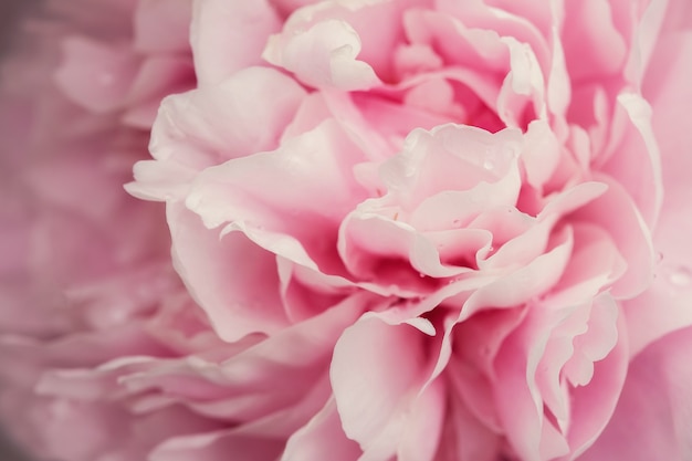 Beautiful pink fresh flowers and buds big peonies with drops after rain close up