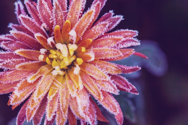 Beautiful pink frozen flower late autumn in morning