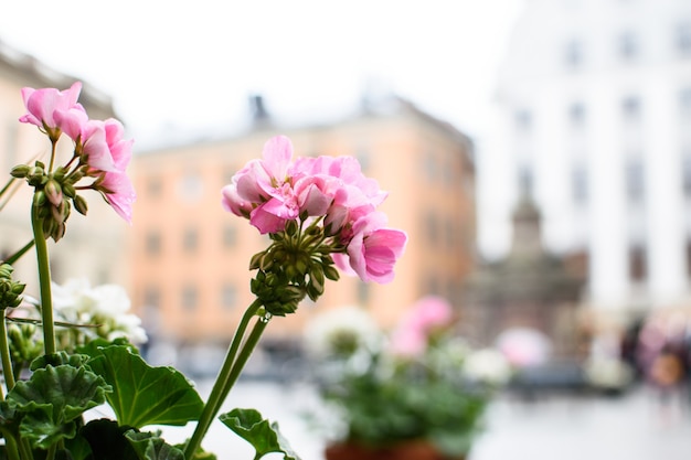 Beautiful pink geranium