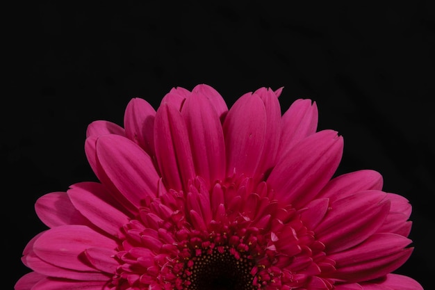 Photo beautiful pink gerbera daisy flower