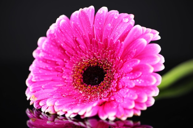 검은 배경에 아름 다운 핑크 gerbera 꽃