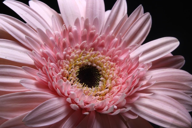 Beautiful pink gerbera flower, Transvaal daisy