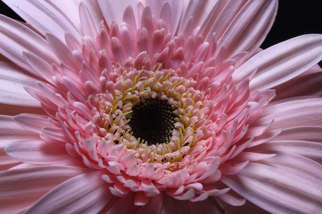 Beautiful pink gerbera flower, Transvaal daisy