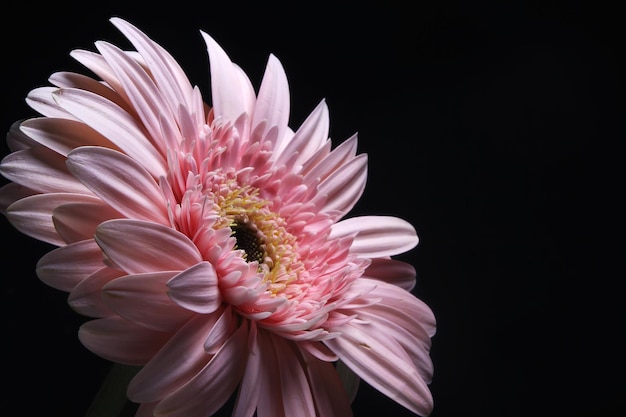 Beautiful pink gerbera flower, Transvaal daisy