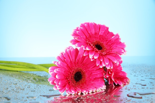 Beautiful pink gerbera flowers close up