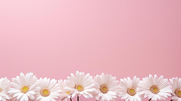 Beautiful pink gerbera flowers on pink background top view