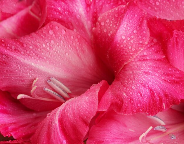 Beautiful pink gladiolus close-up