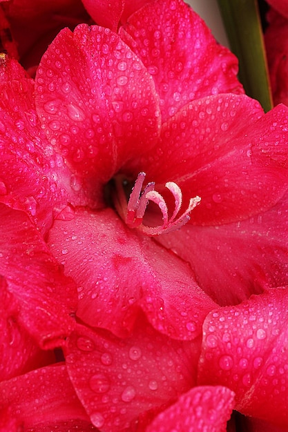 Photo beautiful pink gladiolus, close up