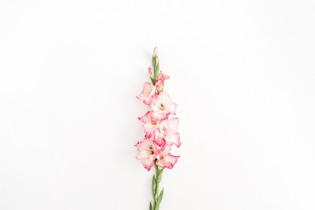 Beautiful pink gladiolus flower on white.