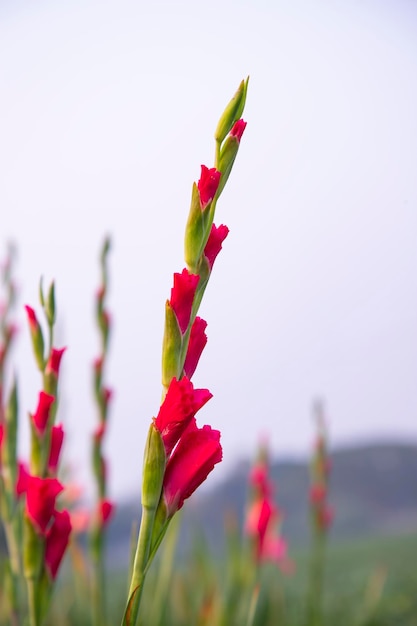 Beautiful Pink Gladiolus flowers in the field Selective Focus