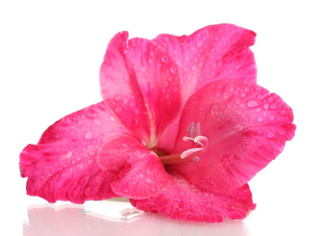 Beautiful pink gladiolus isolated on white