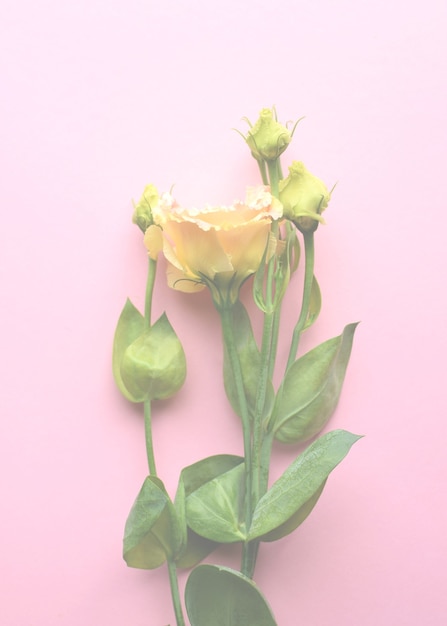 아름다운 분홍색과 녹색 eustoma 꽃(lisianthus)은 녹색 잎으로 만개합니다. 분홍색 배경에 꽃의 꽃다발입니다.