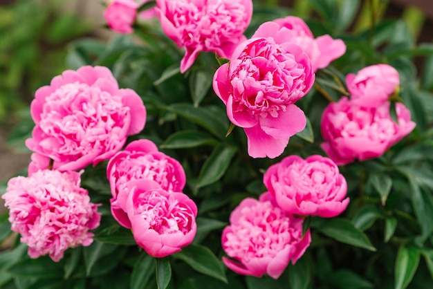 夏の庭の美しいピンクの草本シャクヤクの花