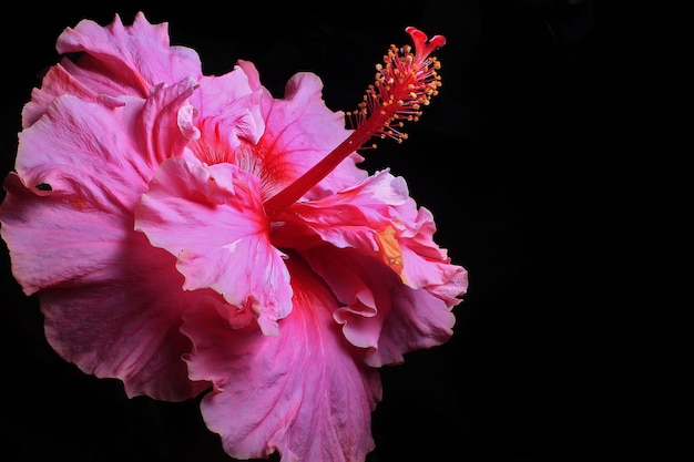 Beautiful pink hibiscus flower on black background