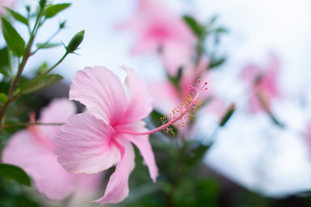 Красивые розовые цветы гибискуса цветут