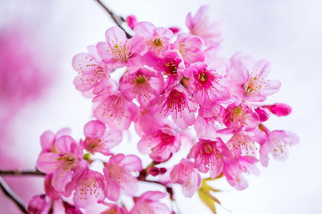 beautiful pink Himalayan cherry blossom close up